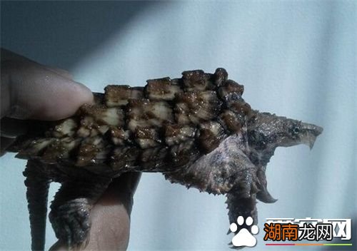游戏专题 第30页